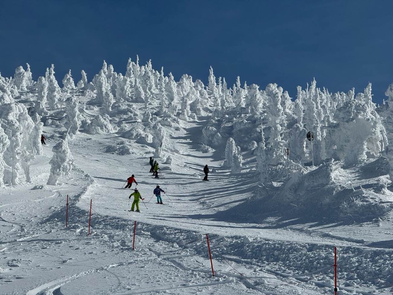 Skiers spread across a wide snowy slope below a ridge of heavily snow-laden trees under a deep blue sky